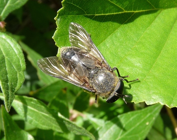 Tabanidae o Syrphidae?  Tabanidae